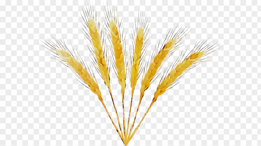 Emmer Grain Barleys PNG
