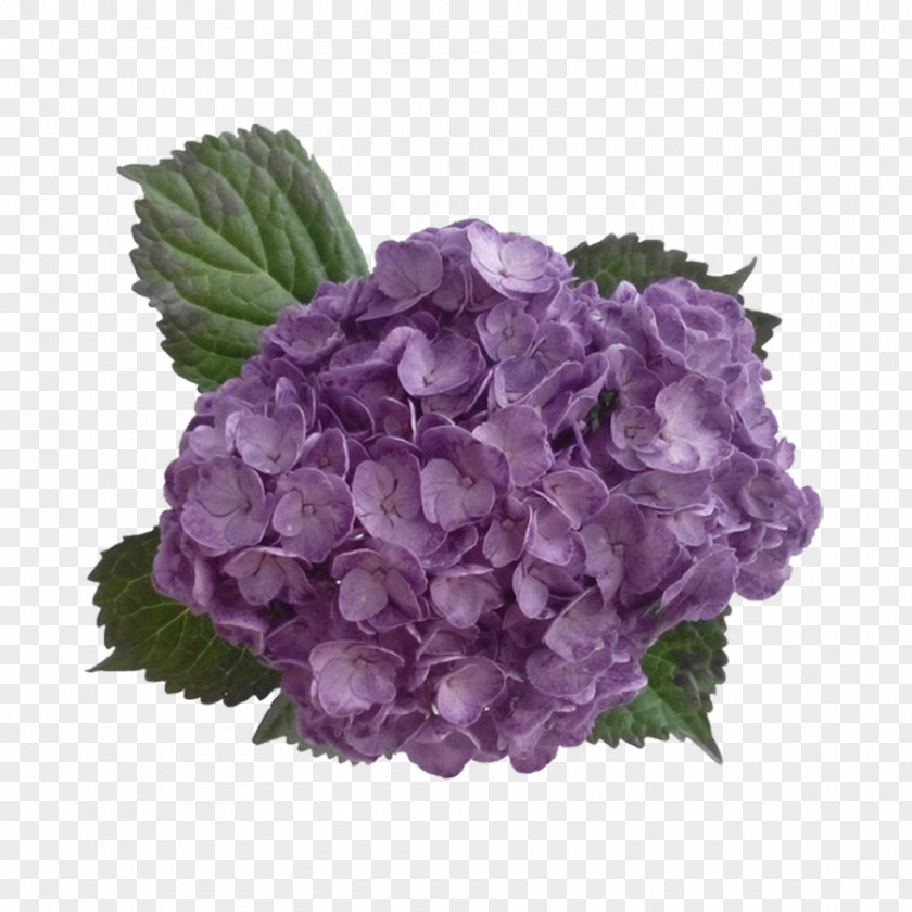 Hydrangea Purple Lavender Flower Lilac PNG