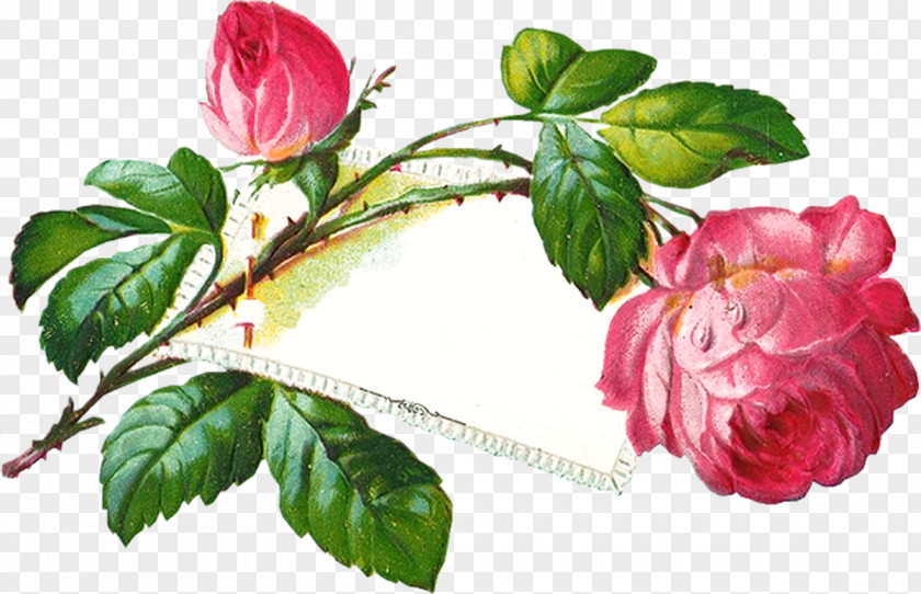 International Women's Day Flower Blog Clip Art PNG