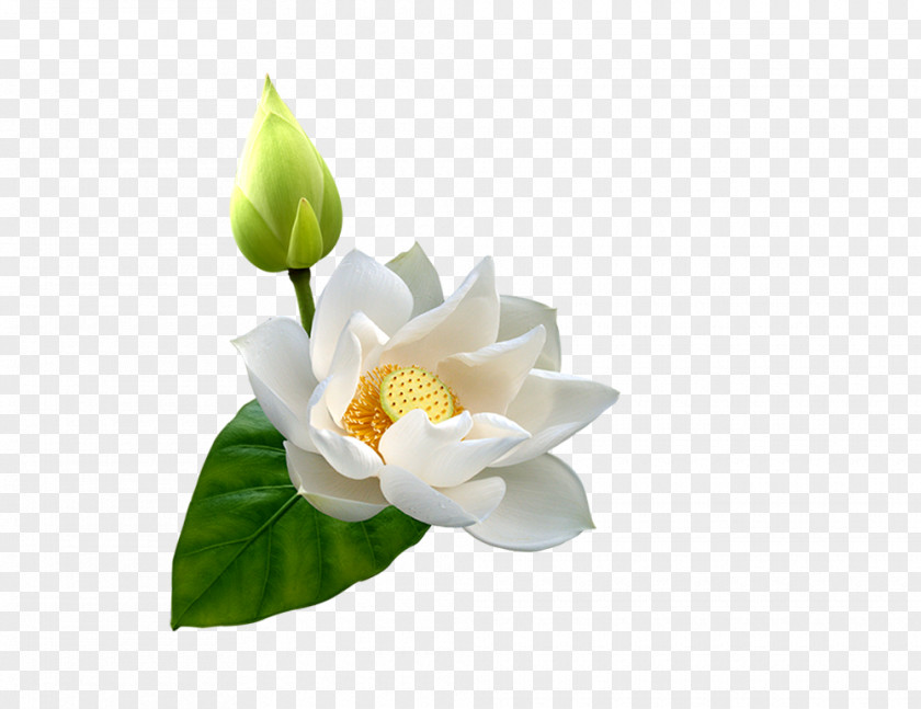 Lotus Bud Flower Clip Art PNG