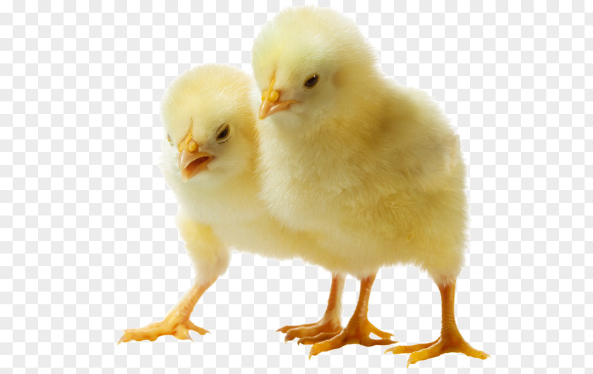 Poultry Eggs Chicken Kifaranga Clip Art PNG