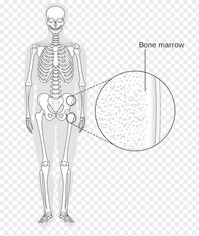 Skeleton Wikimedia Commons Bone Marrow Human PNG