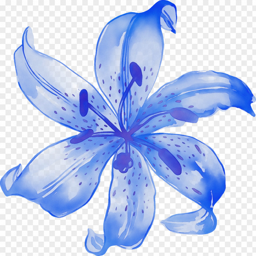 Wildflower Herbaceous Plant Petal Blue Flower Lily PNG