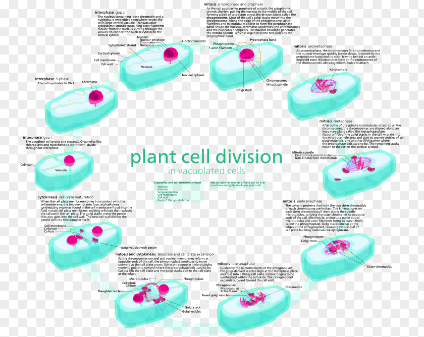 Cancer Cell Vector Mitosis Cycle Plant Interphase PNG