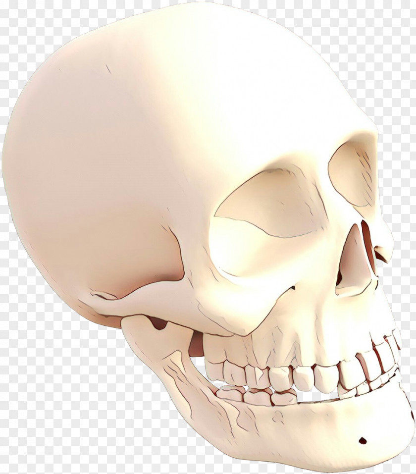 Skeleton Mouth Face Skull Bone Jaw Head PNG