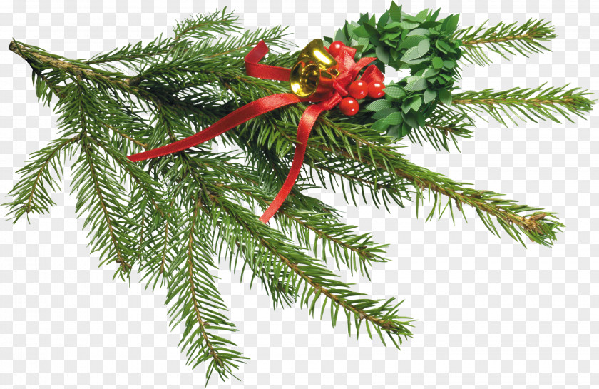 Spruce Animation Christmas Photography PNG