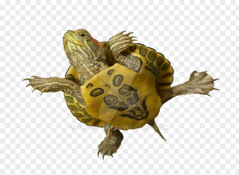 Turtle Box Turtles Tortoise Reptile Sea PNG