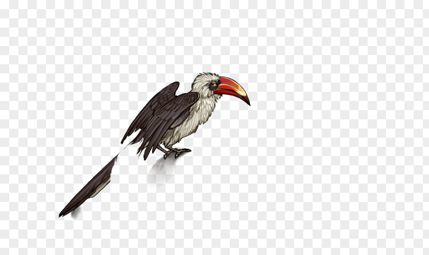 Wing Coraciiformes Hornbill Bird PNG