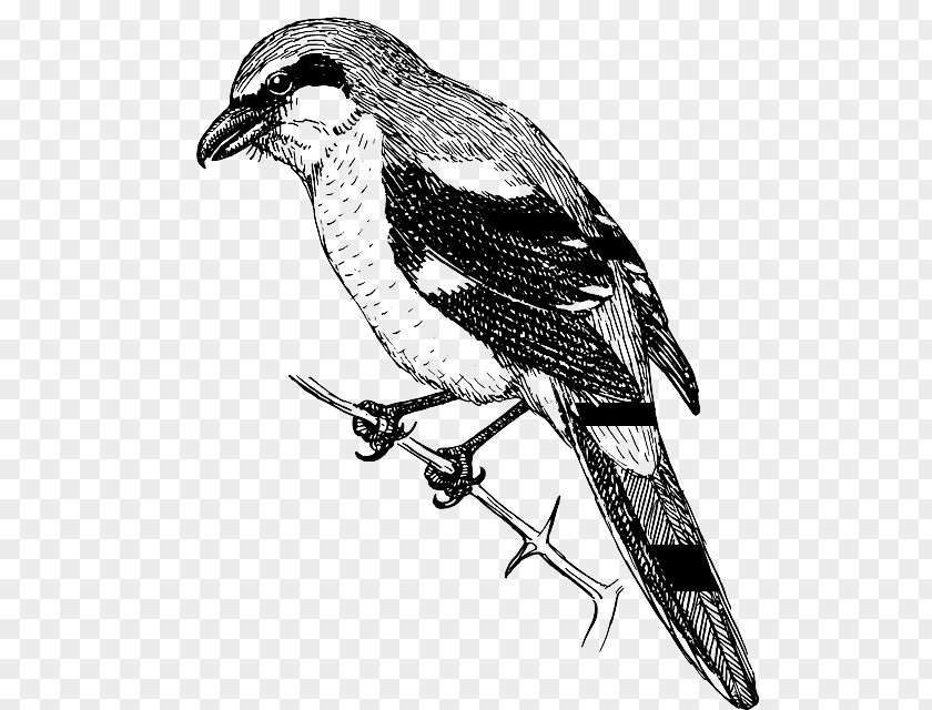 Bird Finches Shrike Drawing Clip Art PNG