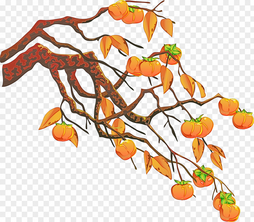 Ebony Trees And Persimmons Fruit Leaf Tree Branch Plant Twig PNG