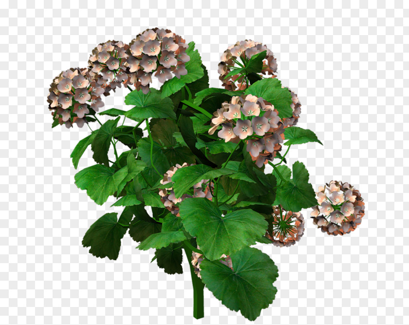 Flower Flowering Plant PNG