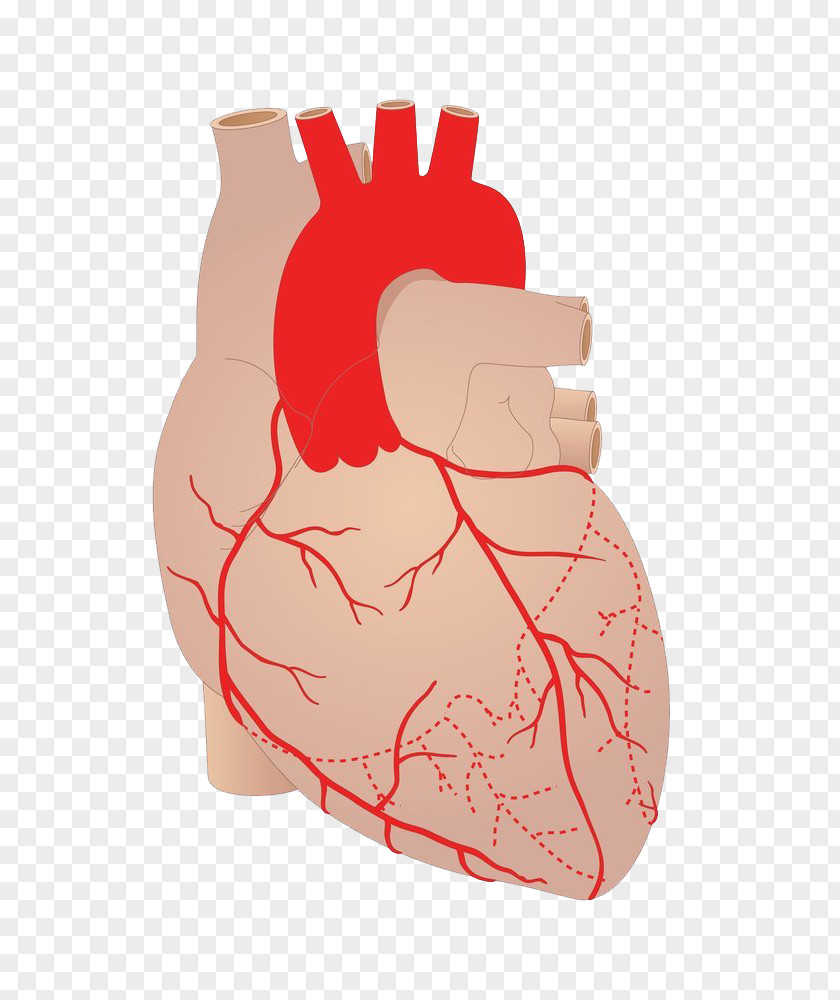Heart Artery Coronary Arteries Cardiovascular Disease Blood Vessel PNG