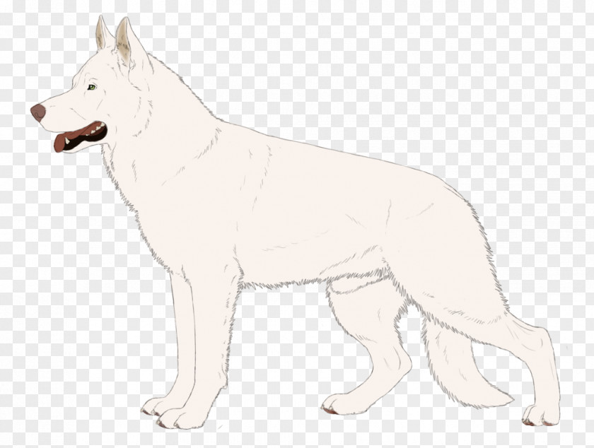 Just Sold Czechoslovakian Wolfdog Saarloos White Shepherd Berger Blanc Suisse Canaan Dog PNG