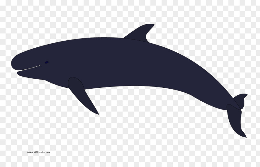 Number 8 Cliparts Whales Killer Whale Cetacea Humpback Clip Art PNG