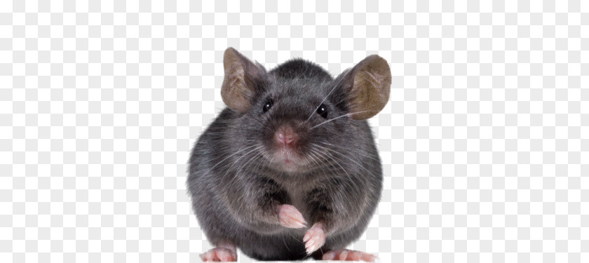Rat PNG Rat, mouse clipart PNG