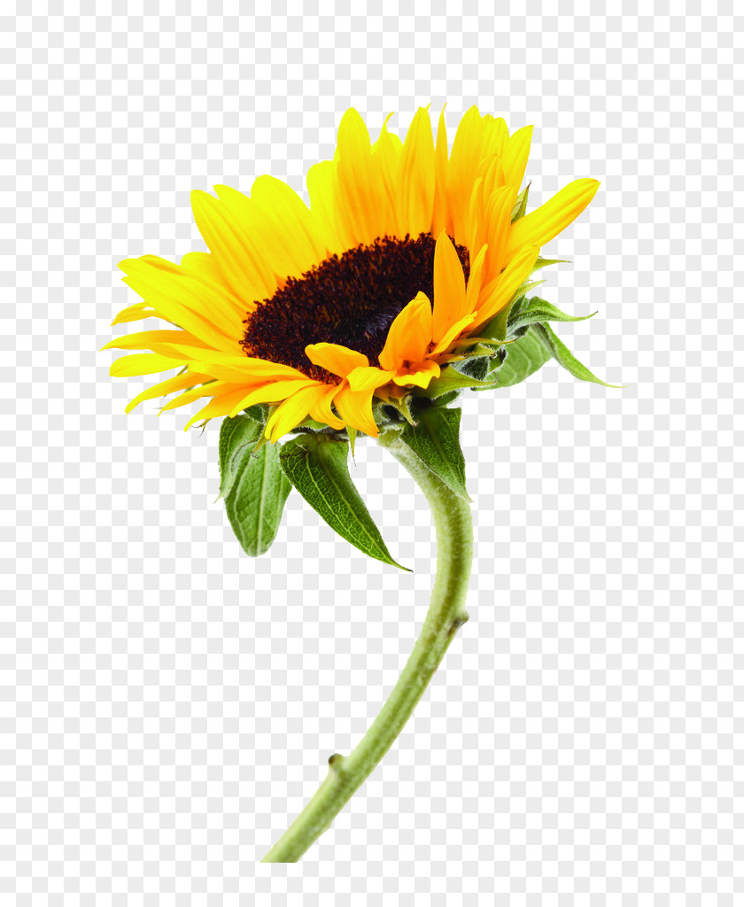 Sunflower Common Plant PNG