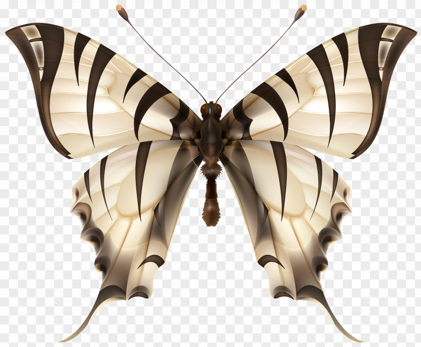 Tiger Butterfly Clip Art Image Insect PNG