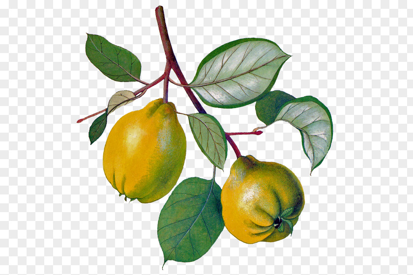 Apple Liqueur Persimmon Eau De Vie Quince Fruit PNG