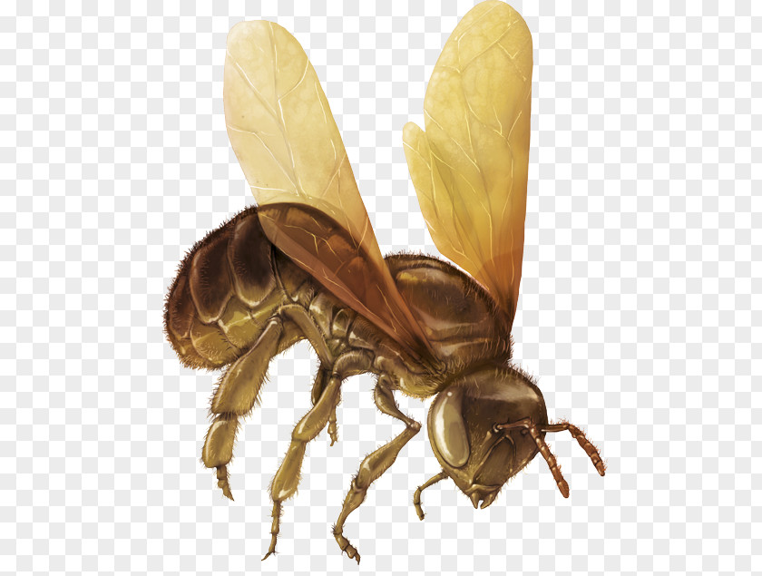 Bee Honey Hornet Pollinator Insect PNG