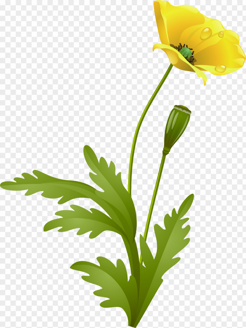 Gazania Flower Poppy Raster Graphics PNG