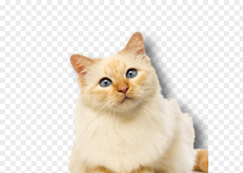 Kitten British Semi-longhair Whiskers Birman Domestic Short-haired Cat PNG