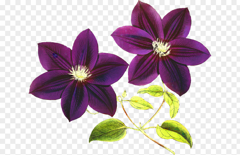 Clip Art Purple Flower Violet PNG