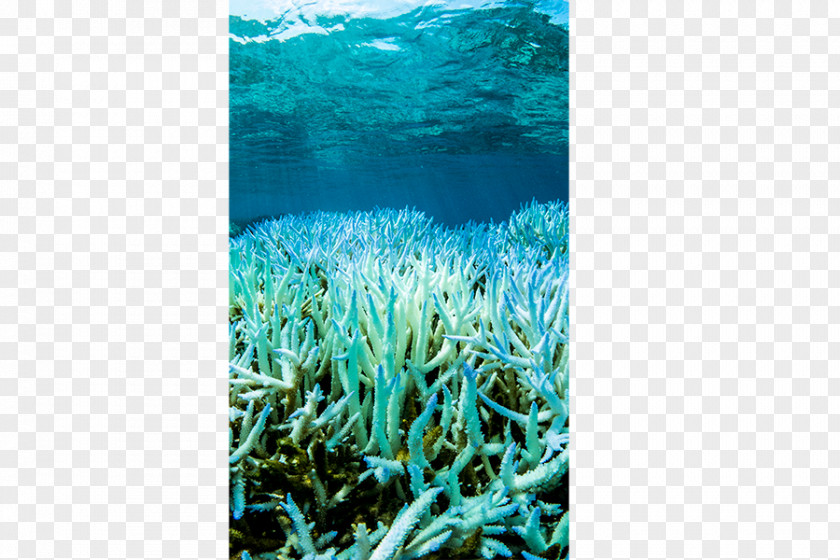 Coral Reef Great Barrier Bleaching PNG