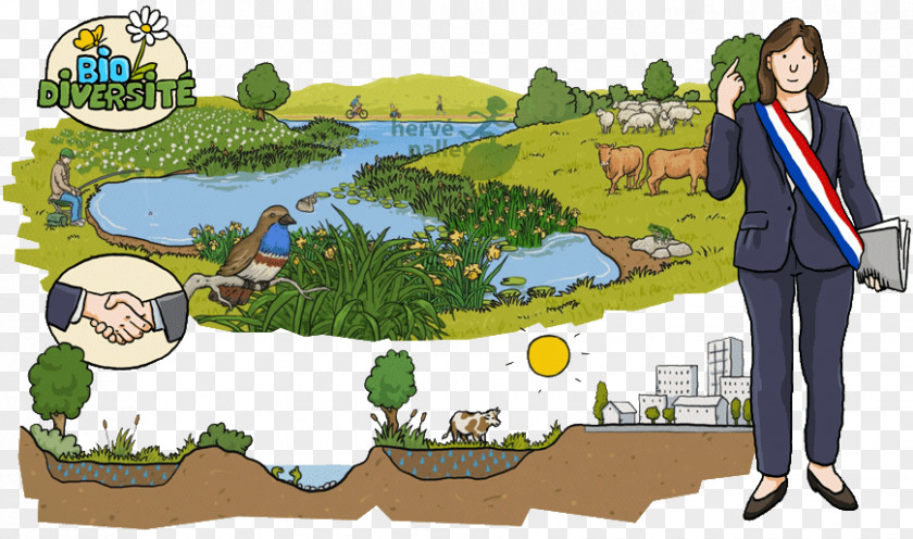 Drawing Wetland Illustration Natural Environment Water Resources PNG
