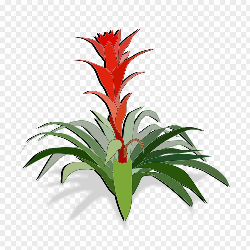 Flowerpot Heliconia Pineapple PNG
