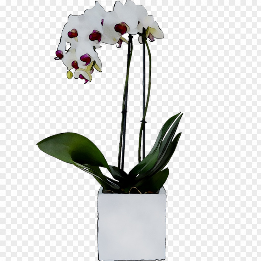 Moth Orchids Cut Flowers Cattleya Plant Stem PNG