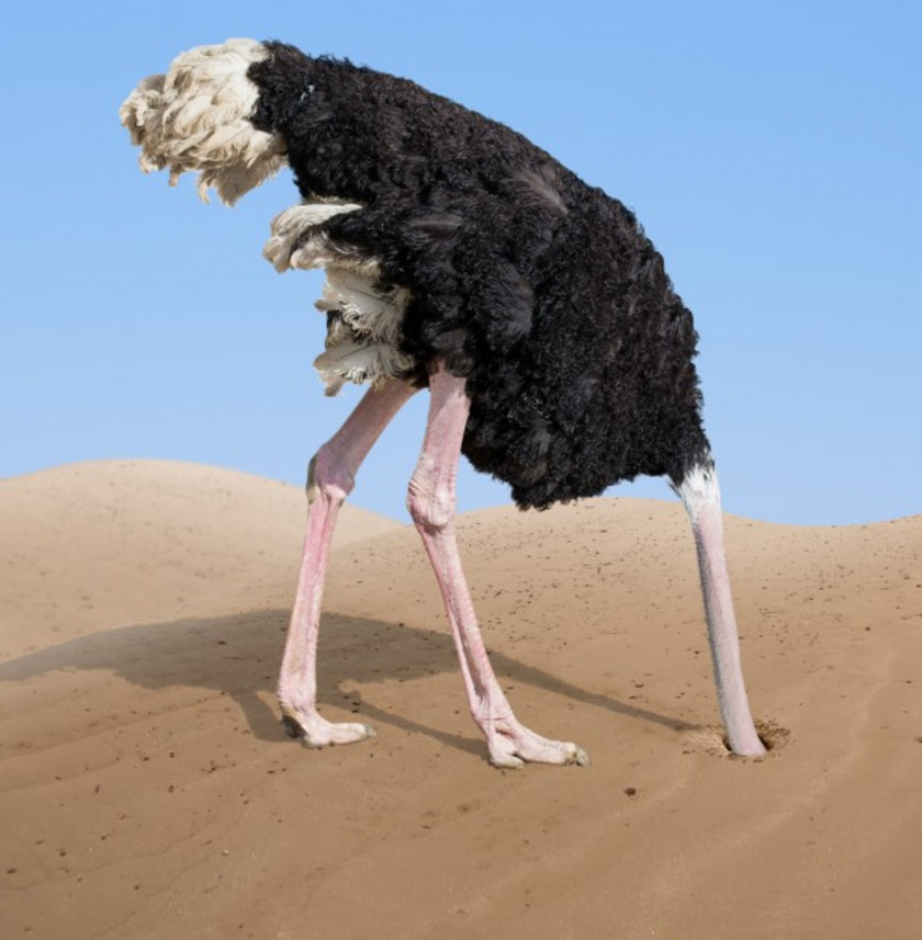 Ostrich Common Bird Effect Sand Animal PNG