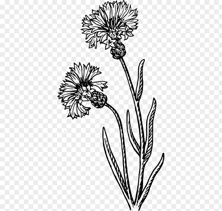 Painting Cornflower Drawing Watercolor PNG