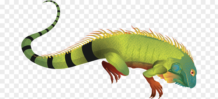 Chameleon Transparent Background Iguana Green Clip Art Reptile Vector Graphics PNG