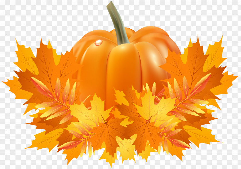 Fall Leaves And Pumpkin Decoration Clip Art Pie Cucurbita Pepo Argyrosperma Crookneck PNG
