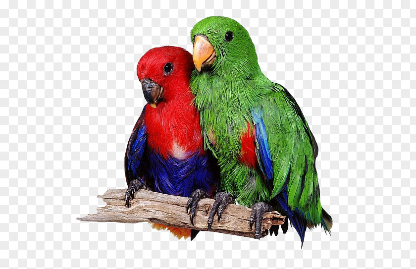 Parrot Lovebird Eclectus Loriini PNG