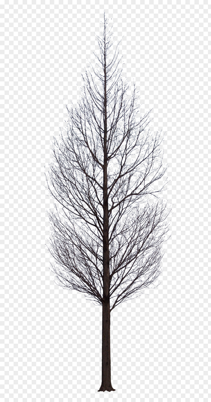 Snow Tree Artificial Christmas Light Branch PNG