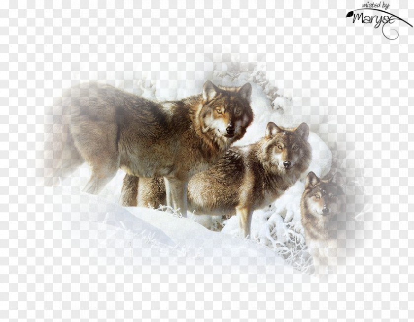 Cat Gray Wolf Painting Art Photography PNG
