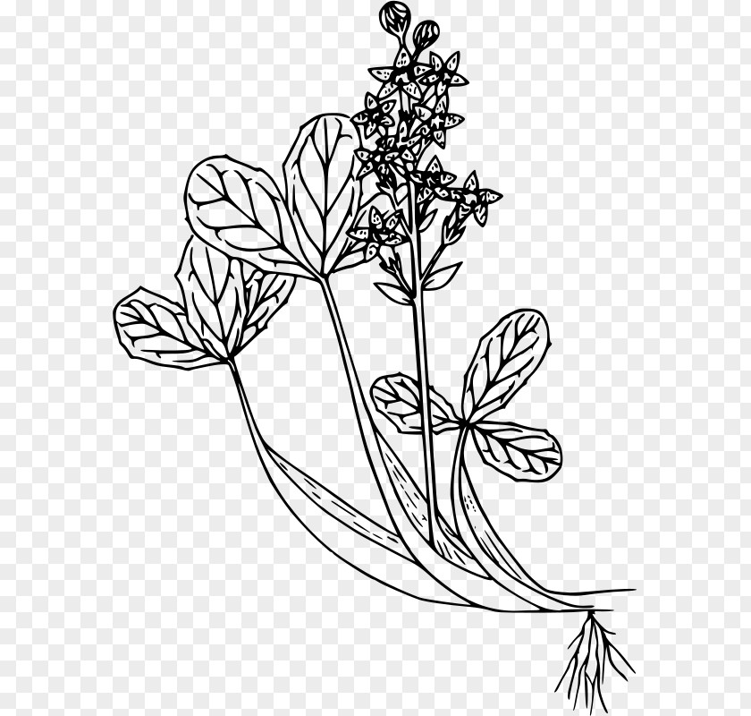 Floral Design Clip Art PNG