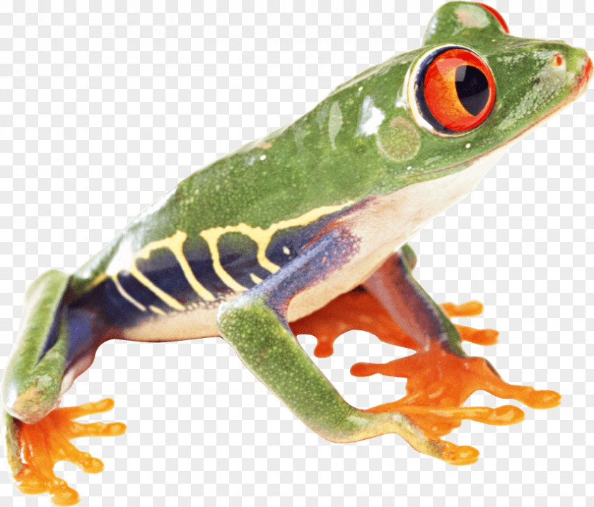 Frog Red-eyed Tree Australian Green PNG
