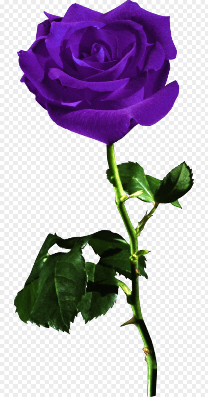 Lilac Desktop Wallpaper Rose Red Flower PNG