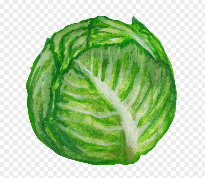 Painted Cabbage Savoy Vegetable Illustration PNG