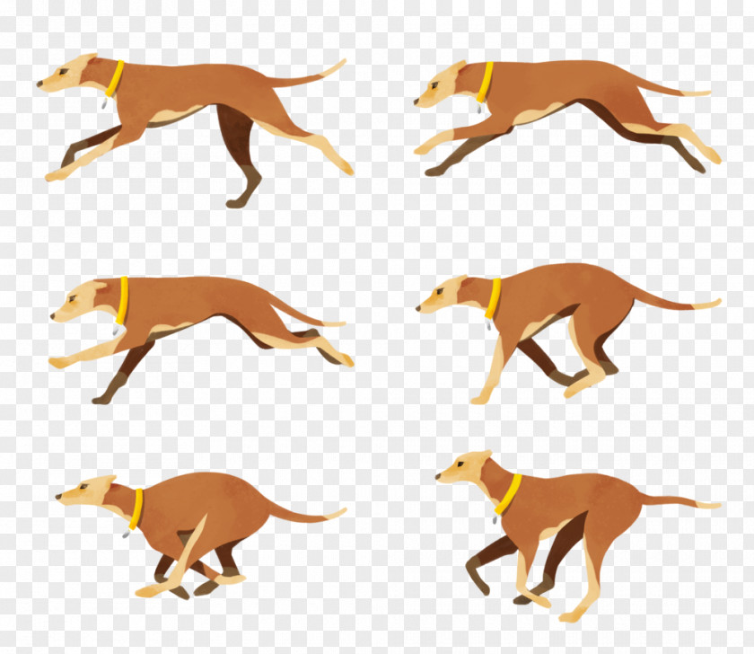 Spector Italian Greyhound Dog Breed Crossbreed Clip Art PNG