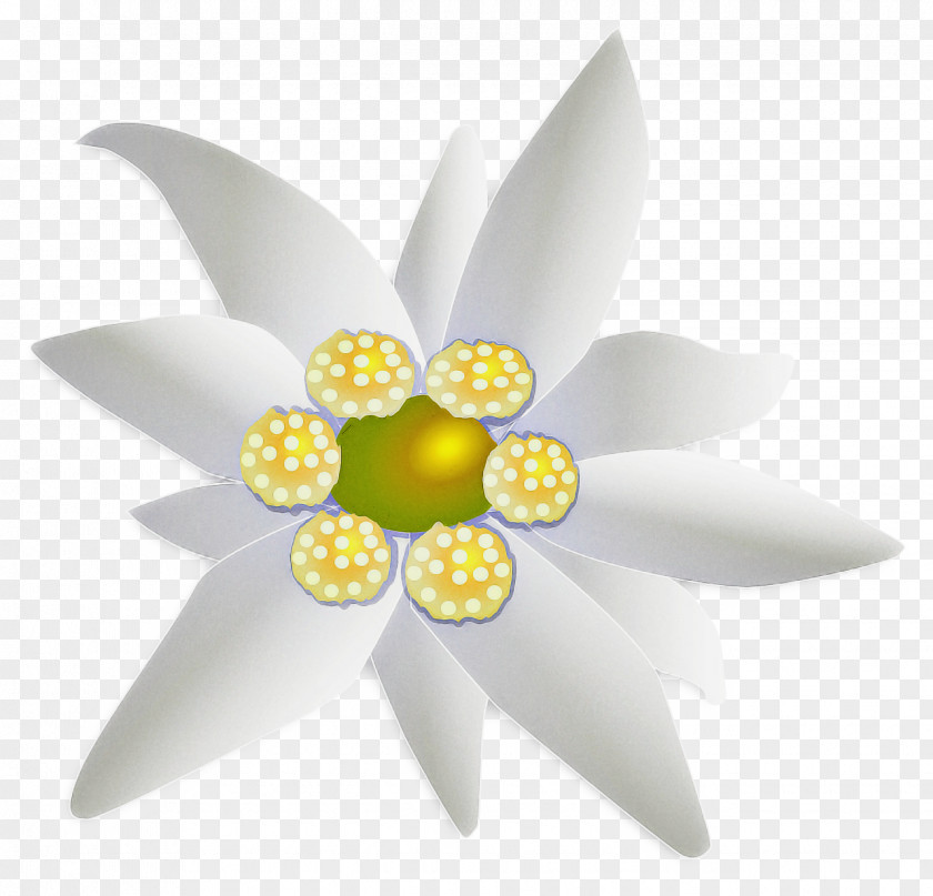 Wildflower Water Lily White Flower PNG