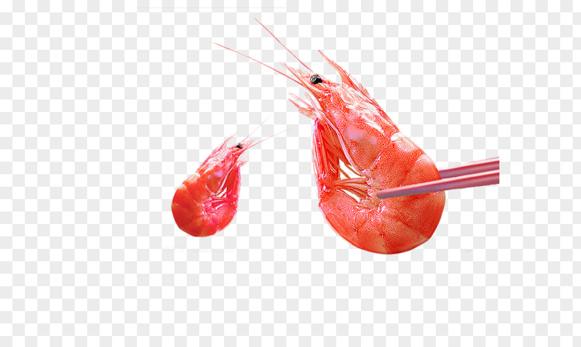 Delicious Shrimp Material Picture Caridea U9752u5c9bu5929u4ef7u867eu4e8bu4ef6 Prawn PNG