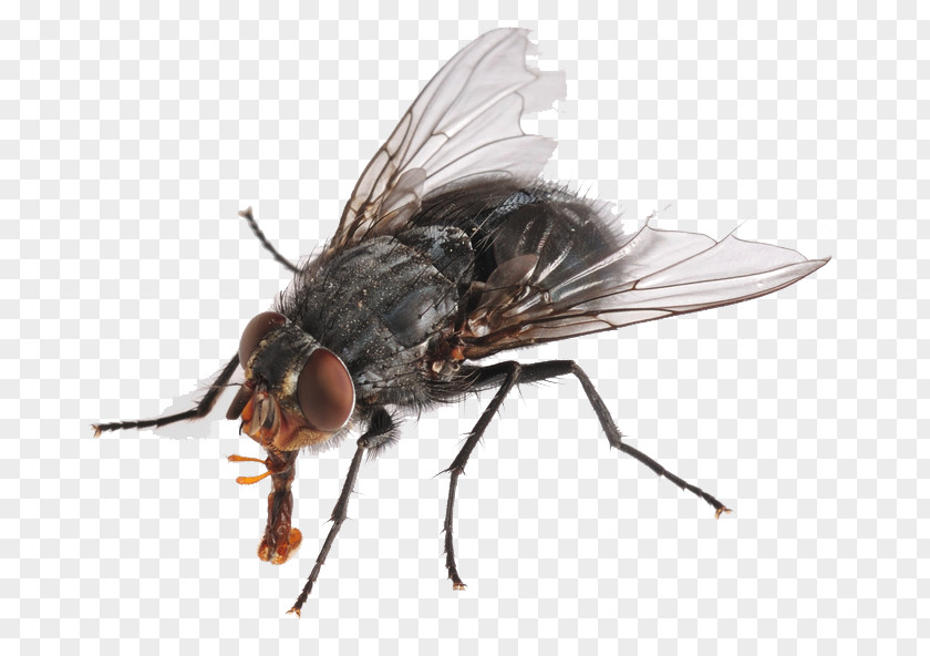 Flies HD Insect Housefly Cockroach Pest PNG
