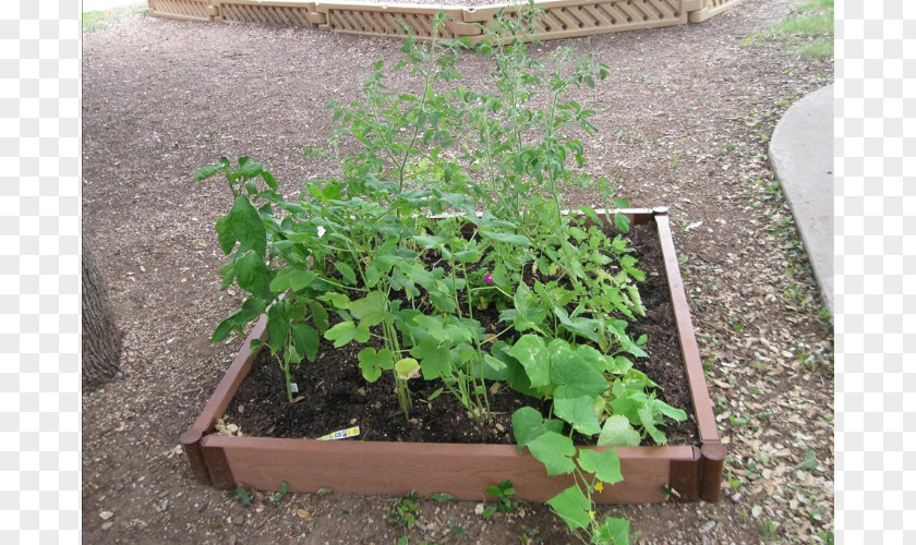 Leaf Soil Tree Herb Houseplant PNG