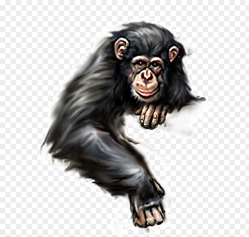 Orangutan Ape PNG