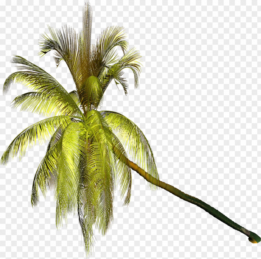 Palm Tree Arecaceae Coconut Clip Art PNG