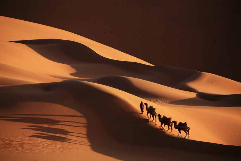 Camel Sahara Train Desktop Wallpaper Caravan PNG