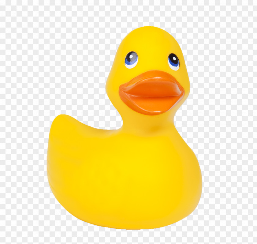 Duck National Toy Hall Of Fame Rubber Stock Photography Fotosearch PNG